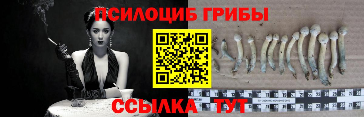 Псилоцибиновые грибы Psilocybine cubensis  Псилоцибиновые грибы прущие грибы  Вход с VPN  Советск 